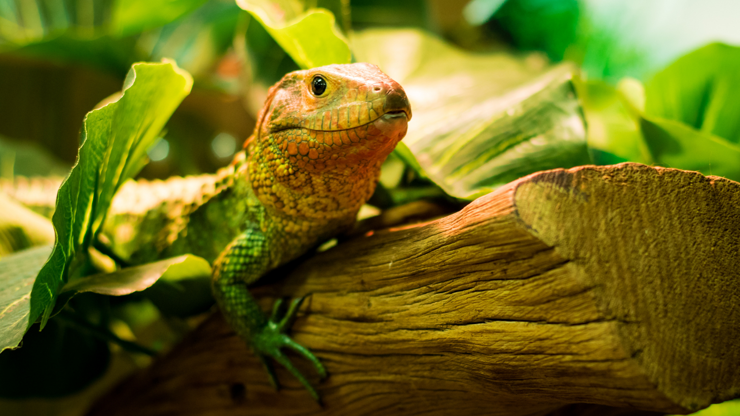 Reptile Food & Treats