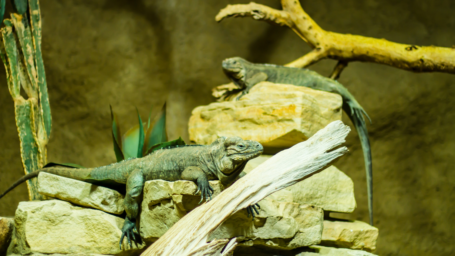 Reptile Terrarium Decorations & Bowls