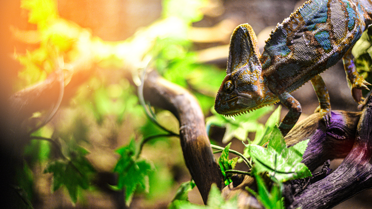 Reptile Terrariums & Covers