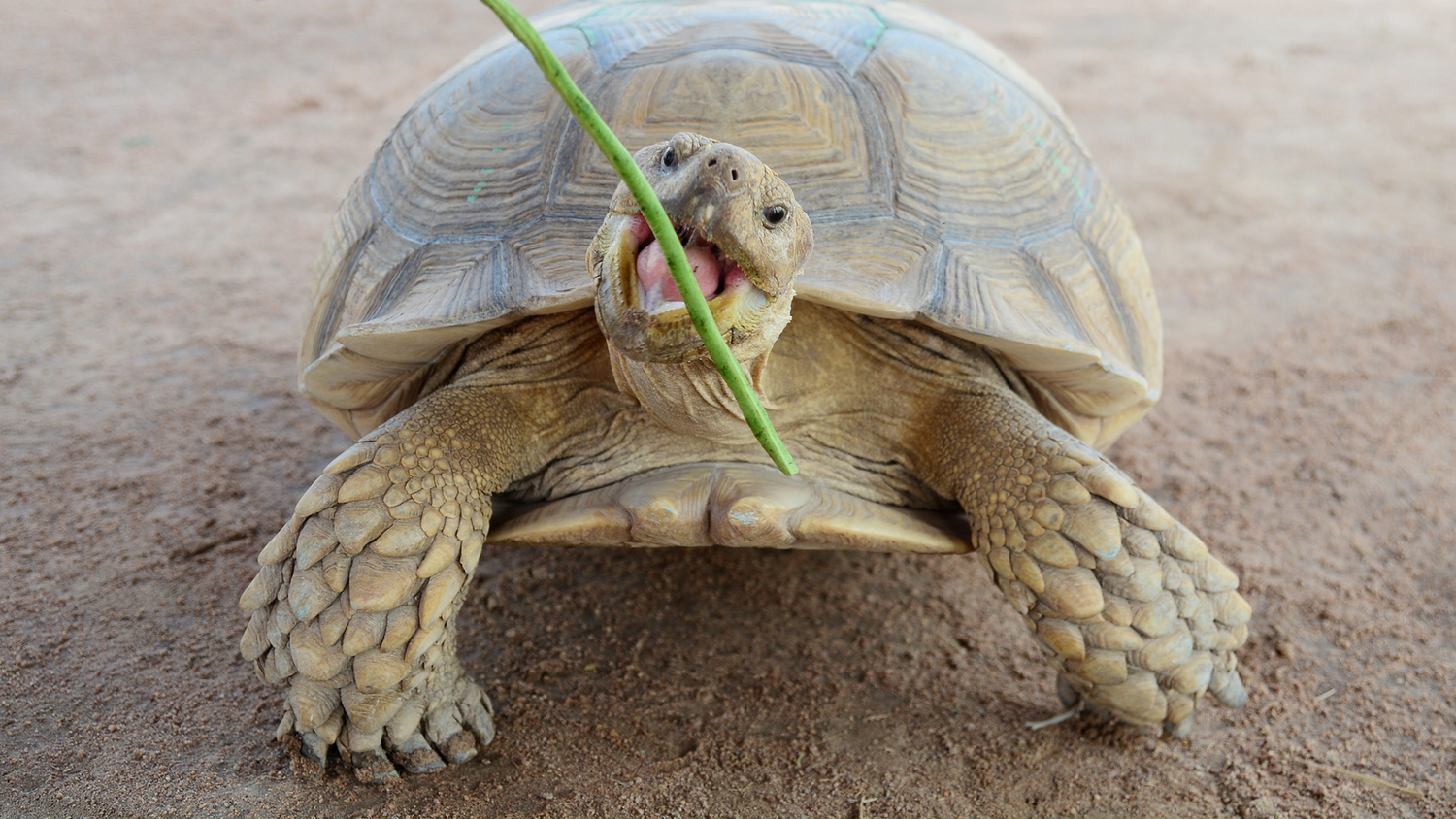 Reptile Tortoise Food
