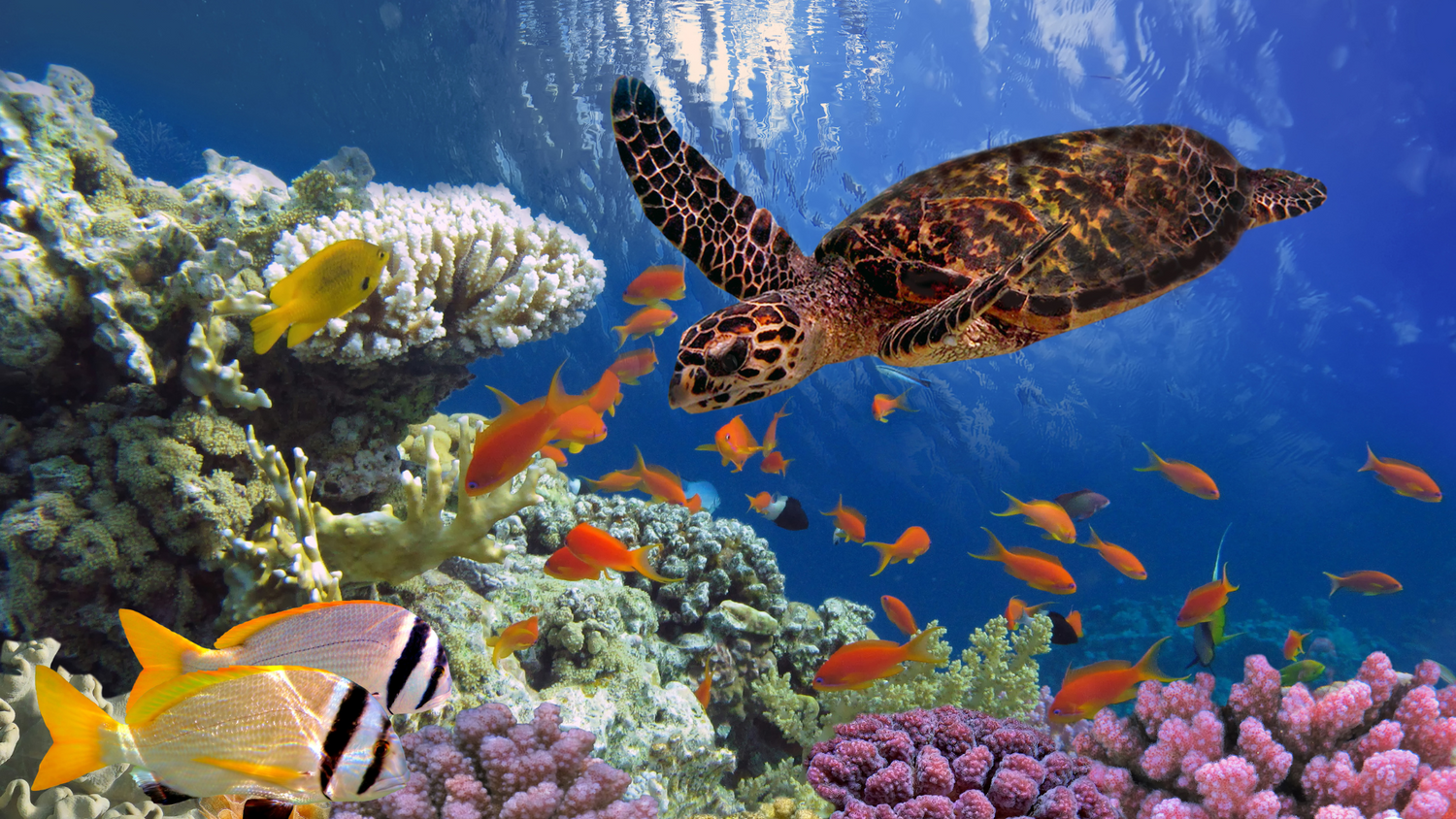 Reptile Water Care