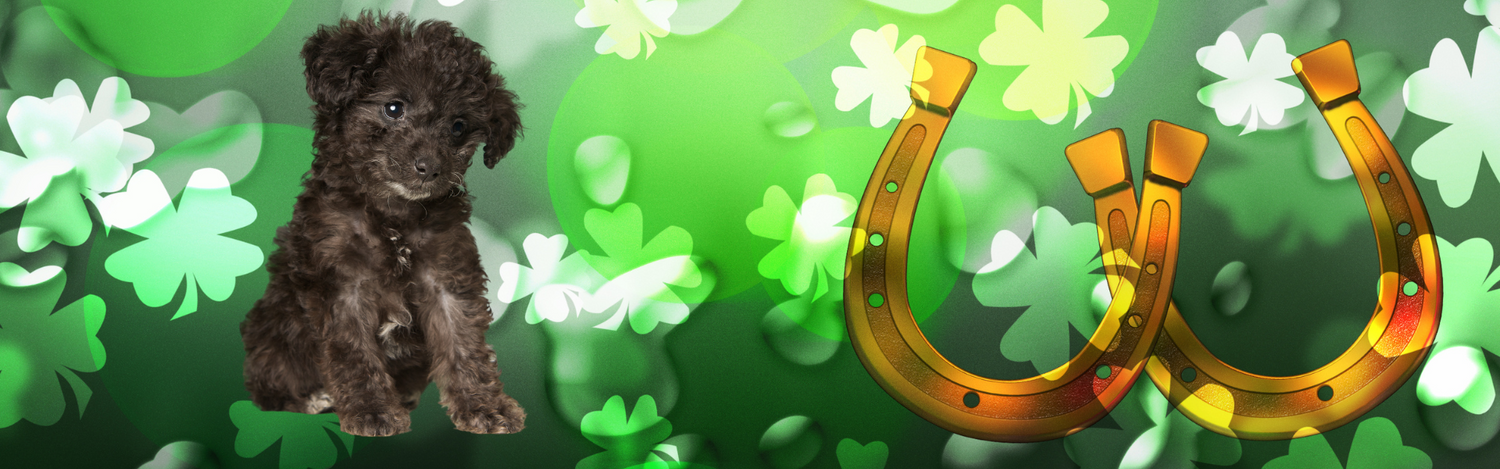 Saint Patrick's Day