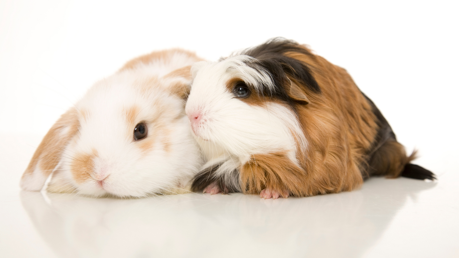 Small Animal Designer Collections