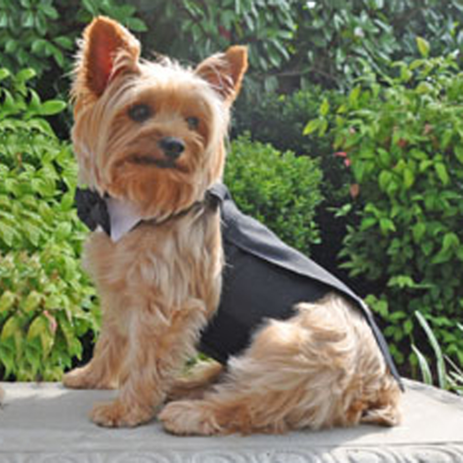 Dog Harness Black Tuxedo With Tails, Bow Tie, and Cotton Collar Set