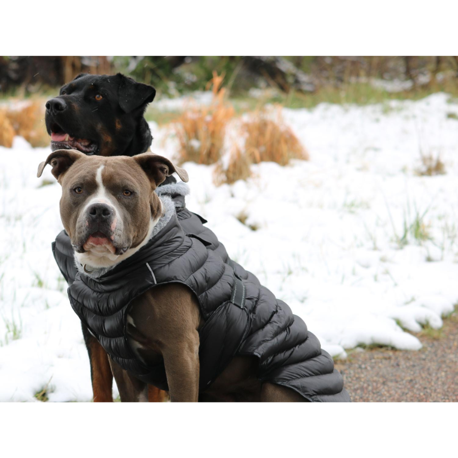 Alpine fashion extreme weather puffer coat dog