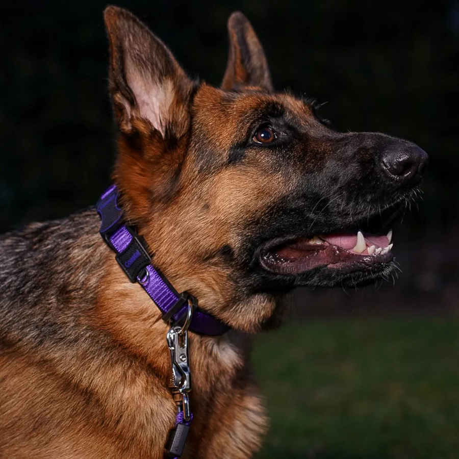 Inspire Adjustable Dog Collar