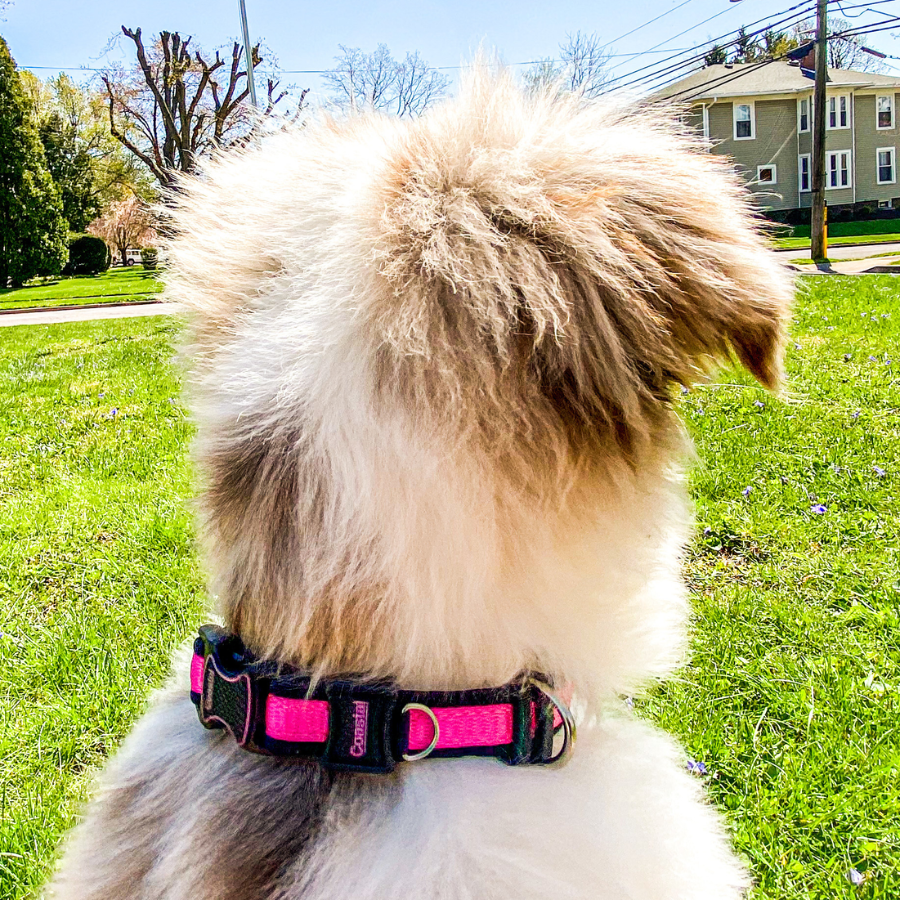 Inspire Adjustable Dog Collar