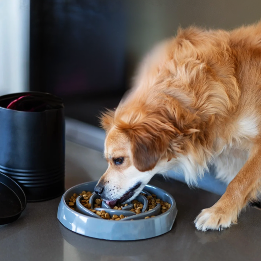 Interactive Slow Feeder For Dogs or Cats