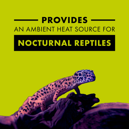 Incandescent Reptile Lighting  - Night Black Heat Bulbs