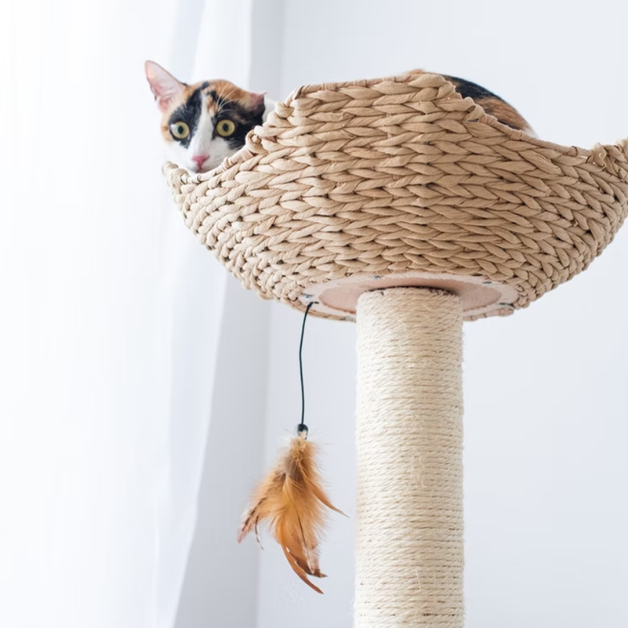 Walk Up 2-Level Cat Tree