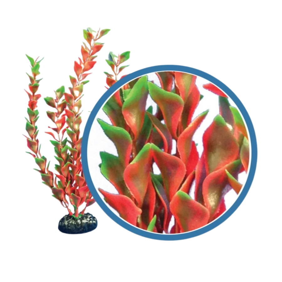 Freshwater Pro Series Red Ludwigia