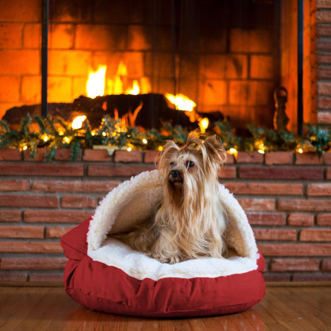 Cozy cave dog bed medium best sale