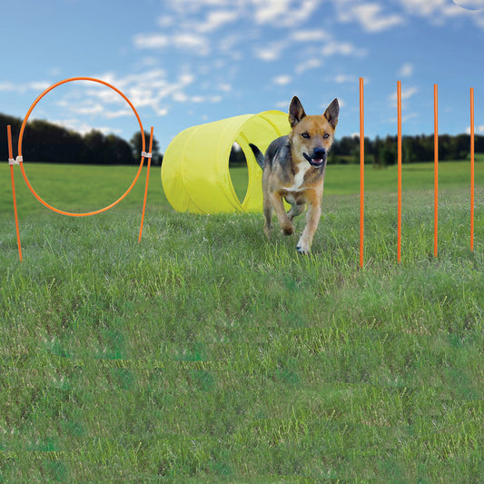 Dog Agility Outdoor Starter Kit